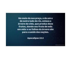 As folhas da árvore da vida